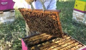 Le miel de Martigues se prépare, les abeilles sont au boulot!