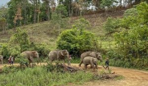 Avec l'absence de touristes, les éléphants thaïlandais retournent dans leurs habitats naturels