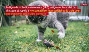 La Fédération des chasseurs appelle à piéger les chats, jugés trop prédateurs