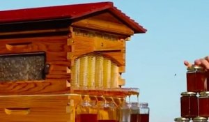 Flow Hive, la ruche révolutionnaire qui permet de récolter du miel avec un... robinet