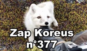 Zap Koreus  n°377