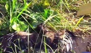 Il découvre un aigle piégé dans un marais et tente tout pour le sauver
