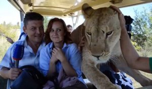 Une lionne s'incruste dans une voiture de touristes... Pas très rassurant