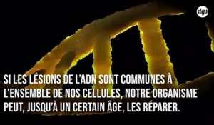 L'enzyme de réparation de l'ADN inverse le déclin cognitif lié à l'âge