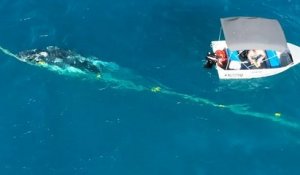 Australie : un plongeur sauve un baleineau et risque de payer 27 000 dollars d'amende