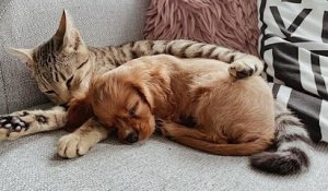 Ce chat et ce chien sont les meilleurs amis du monde