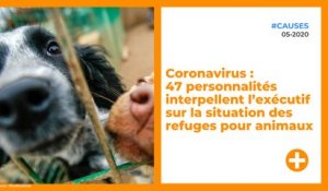Coronavirus : 47 personnalités interpellent l’exécutif sur la situation des refuges pour animaux