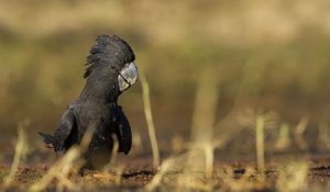 Une nouvelle sous-espèce de cacatoès noir à queue rouge a été découverte en Australie