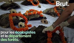 En Inde, l'heure du déconfinement a sonné pour des milliers de bébés tortues