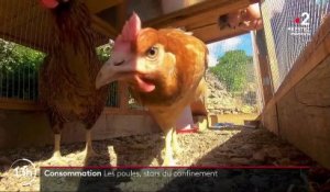 Crise sanitaire : les poules ont le vent en poupe
