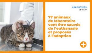 77 animaux de laboratoire vont être sauvés de l’euthanasie et proposés à l’adoption