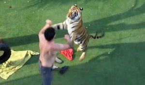 Il joue avec son tigre comme si c'était un gros chat