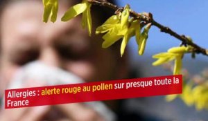 Allergies : alerte rouge au pollen sur presque toute la France
