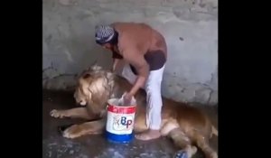 Son boulot : shampouineur de lion