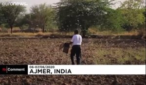 Des milliards de criquets pélerins envahissent l'État du Rajasthan en Inde