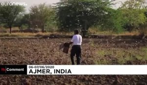 Des milliards de criquets pélerins envahissent l'État du Rajasthan en Inde