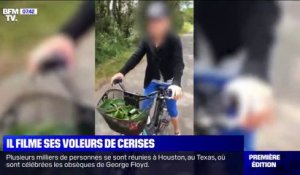 Un agriculteur intercepte ses voleurs de cerises dans la Drôme et filme la scène
