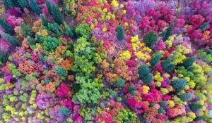 Une forêt en automne filmée aux Etats-Unis par un drone