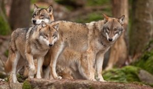 Désormais, les loups restent une espèce protégée même s'ils s'approchent d'une zone habitée