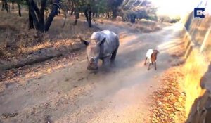 Ce jeune rhinocéros se prend pour une chèvre