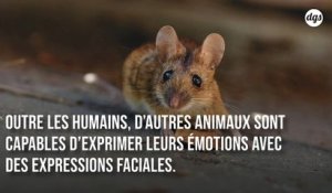 Les souris ont différentes expressions faciales en fonction de leur humeur