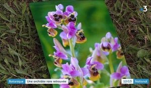 Haute-Garonne : une orchidée rare observée grâce au confinement