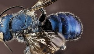 Alors qu'on la croyait éteinte, une espèce d'abeille bleue a été repérée près d'un lac en Floride par deux scientifiques
