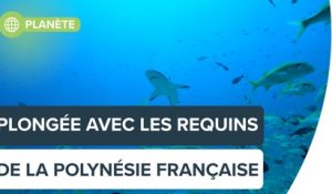 Voyage parmi les requins en Polynésie française, avec Steven Surina | Futura