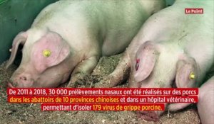 Chine : une étude révèle un virus de grippe porcine susceptible de provoquer une pandémie