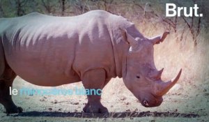 Comment le rhinocéros blanc du Sud a-t-il reconquis l'Afrique ?