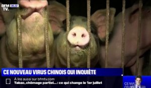 Un nouveau virus de grippe porcine découvert en Chine suscite l'inquiétude