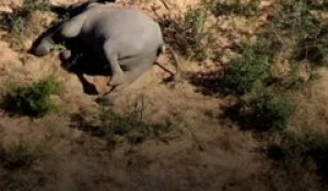 Botswana: Mort mystérieuse de centaines d'éléphants