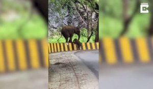 Cette maman éléphant aide son petit à grimper une barrière