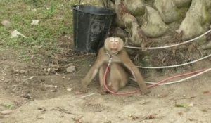 Dans une vidéo, Peta Asia dévoile le cruel dressage des singes, utilisés dans la cueillette des noix