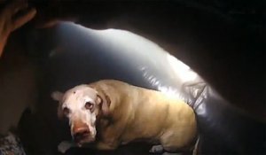 Un police court sauver un chien enfermé dans une maison en feu