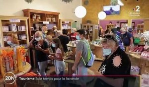 Alpes-de-Haute-Provence : la lavande impactée par l’absence de touristes