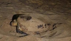 Var : une tortue marine vient pondre ses oeufs sur une plage de Fréjus, un événement rarissime