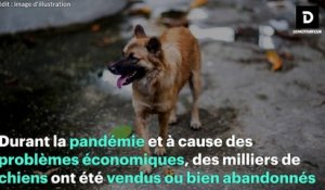 En Indonésie, cette médecin sauve les chiens abandonnés et vendus pour leur viande pendant la crise sanitaire