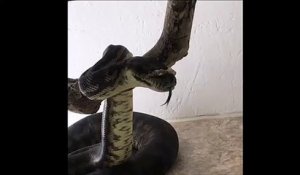 Ce python qui baille est impressionnant