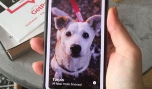 GetPet : l'application mobile façon Tinder pour adopter des chiens abandonnés
