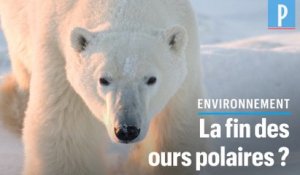 Les ours polaires pourraient disparaître d’ici 2100