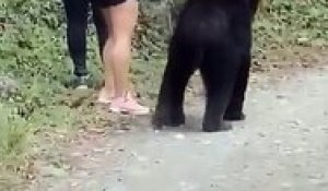 Mexique : Lors d’une balade au parc écologique de Chipinque, une jeune femme fait un selfie avec un ours - VIDEO