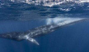 En Méditerranée, l'agonie d'une baleine blessée par l'Homme a provoqué la colère de WWF