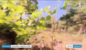 Provence : à la recherche de la truffe d'été