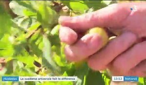 Mirabelles : la cueillette à la main privilégiée