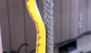 Ce serpent a une technique impressionnante pour grimper à la corde