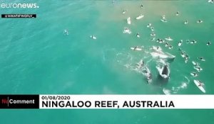 Australie : une femme grièvement blessée par une baleine à bosse lors d’une excursion en mer