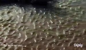 Ce crocodile surfe dans la boue... Incroyable