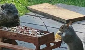 Ces photos d'une marmotte et d'un écureuil partageant leur repas sont à croquer