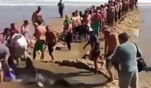 Des vacanciers sauvent un requin qui s’est retrouvé en difficulté sur la plage